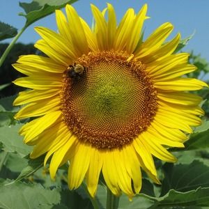 Meet your Posher, Robin